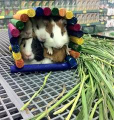 Тссс. Мы впрятки с котом играем...