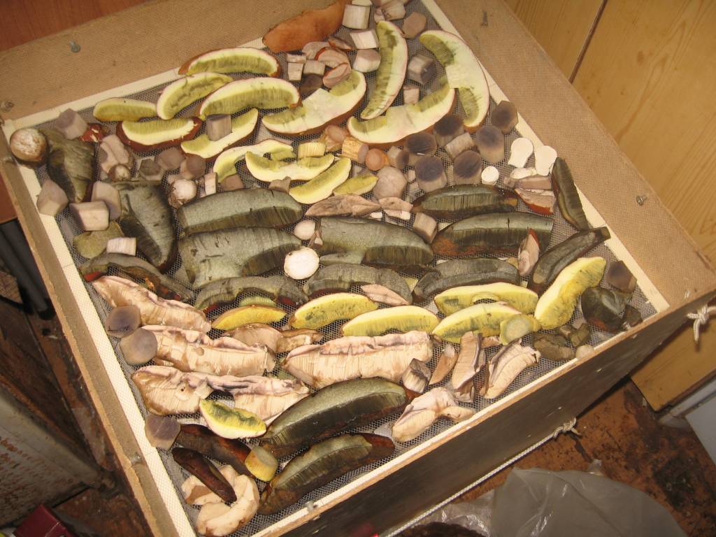 выкладка свежих грибов в сушилку