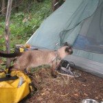 Кот укладывается в палатку