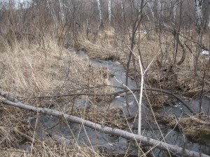 Болотце и вытекающие ручьи