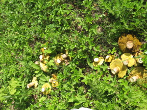 Полубелые грибы