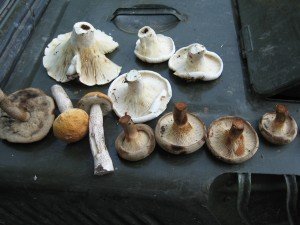 Урожай грибов