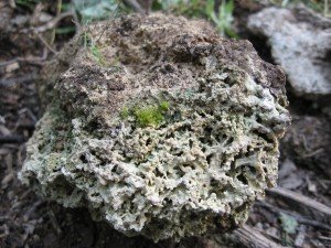 каменный мох
