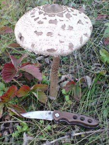 гриб-зонтик пестрый, диаметр шляпки 15 см