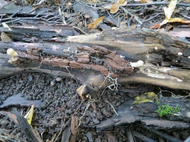 Мицелий хищного дождевика