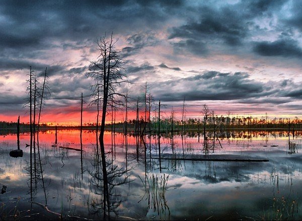 Васюганское болото Васюганское болото