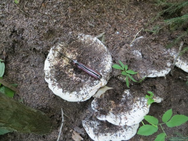 Осиновые грузди на муравейнике Осиновые грузди на муравейнике