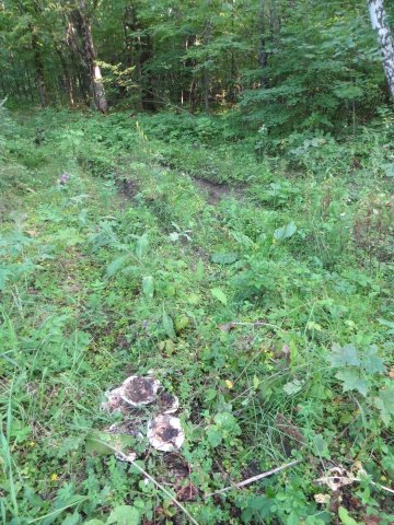 Дорога заросла осиновыми груздями Дорога заросла осиновыми груздями