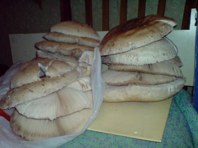 Чистые шляпки зонтиков Чистые шляпки зонтиков