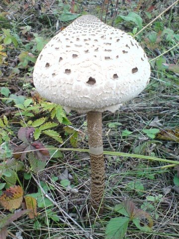 Гриб-зонтик Гриб-зонтик