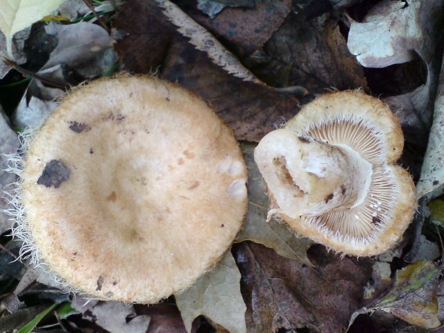 Желтые грузди Желтые грузди