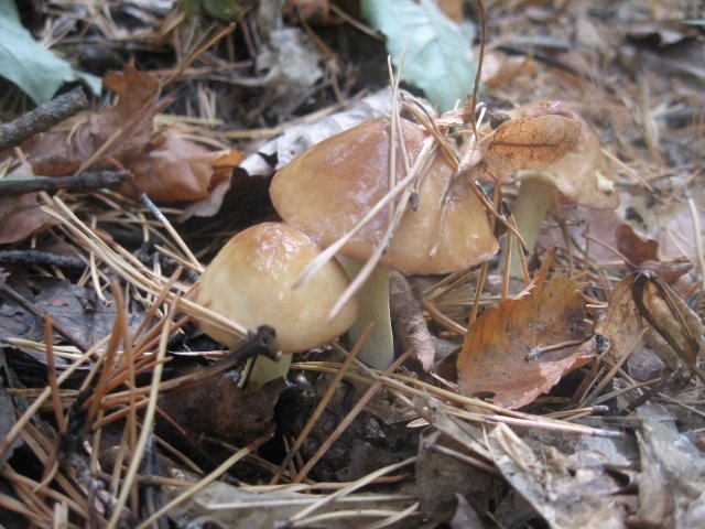 Маслята Маслята