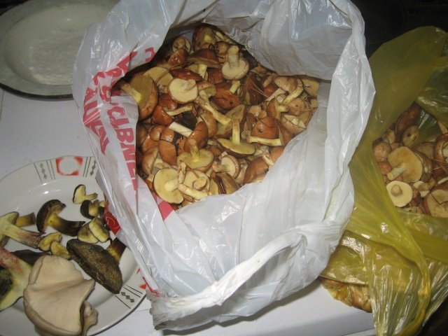 Мешок маслят