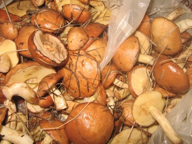 Липкие шляпки маслят Липкие шляпки маслят