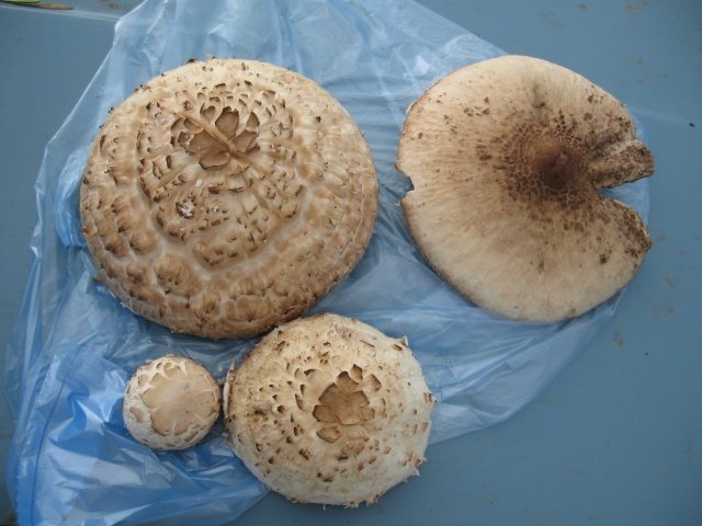 Зонтик мохнатый Зонтик мохнатый