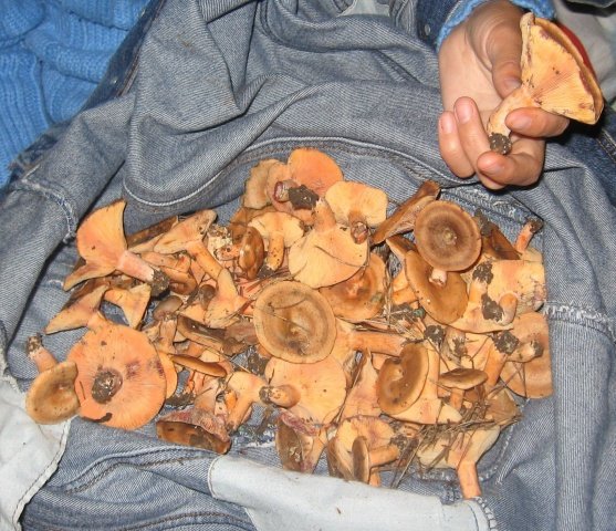 Рыжики сосновые Рыжики сосновые