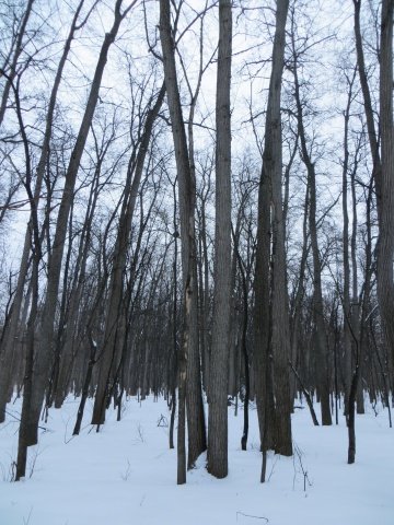 Сухое дерево в зимнем лесу