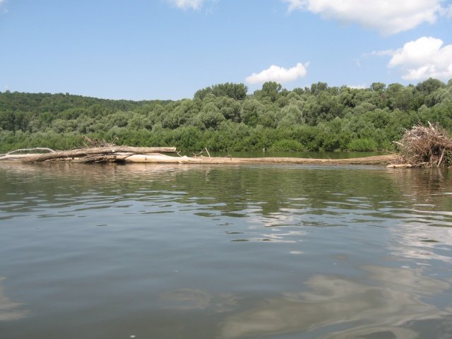 Деревья приносимые по весне