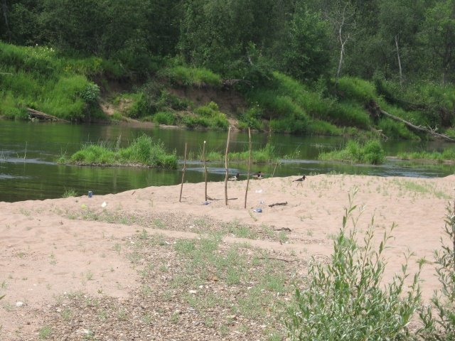 птички красноносые на берегу Сима