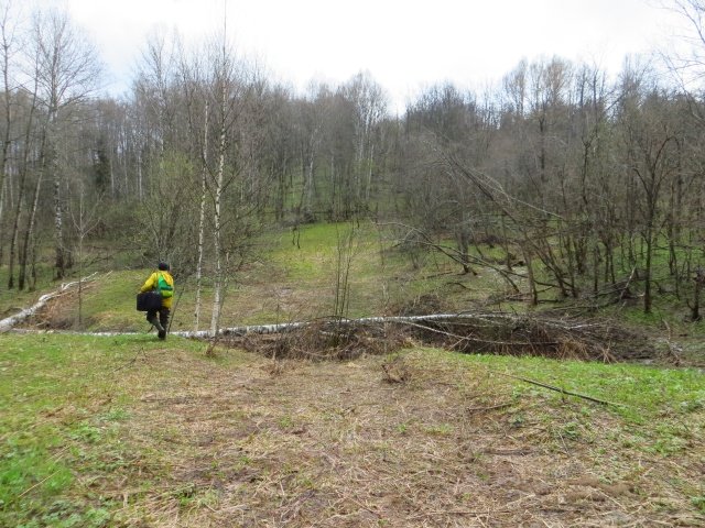 Деревья поперек дороги лежат Деревья поперек дороги лежат