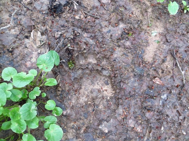 мишка пробегал мишка пробегал