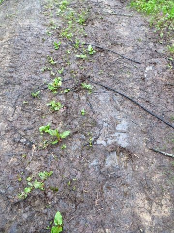 следы лосяша следы лосяша