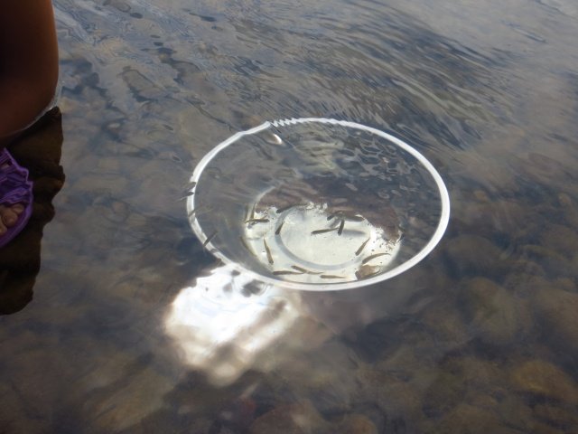 Аквариум Аквариум