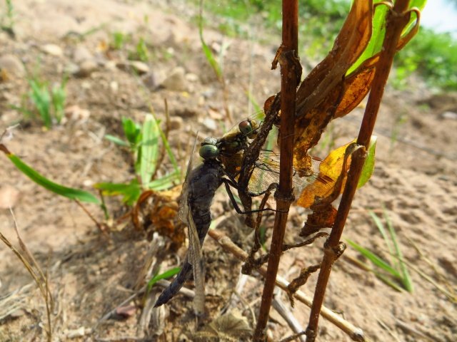 И стрекозы в кустах тихо кого-то едят И стрекозы в кустах тихо кого-то едят