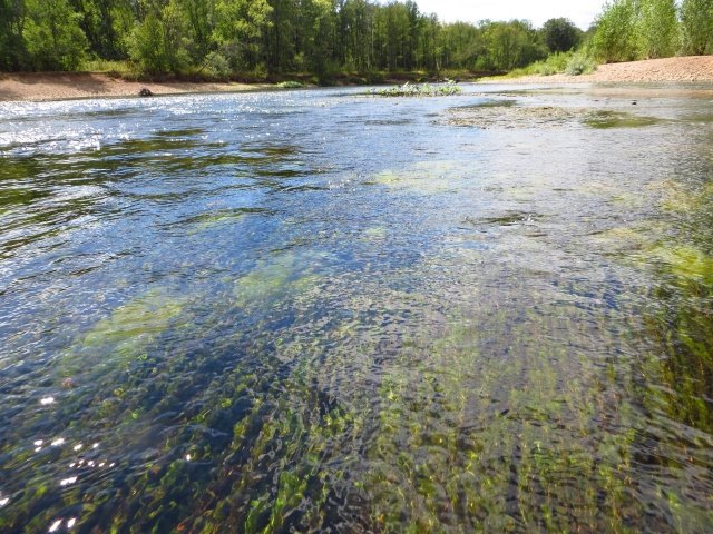 Водоросли на перекате Водоросли на перекате