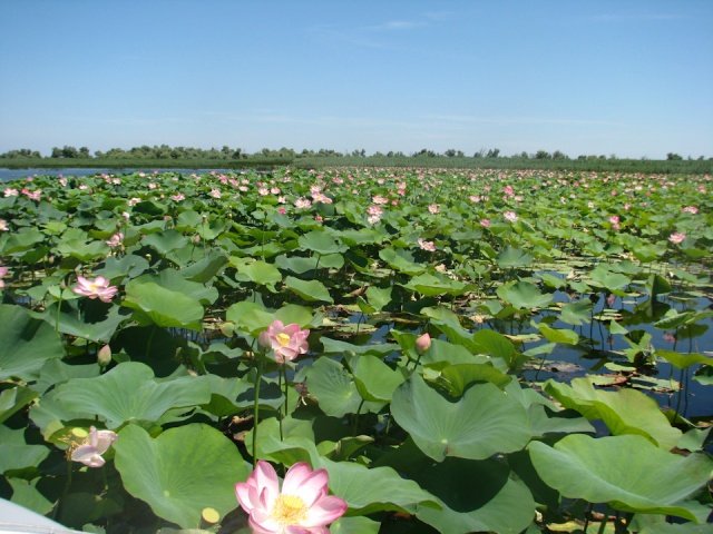 Цветов лотоса тут гектары Цветов лотоса тут гектары