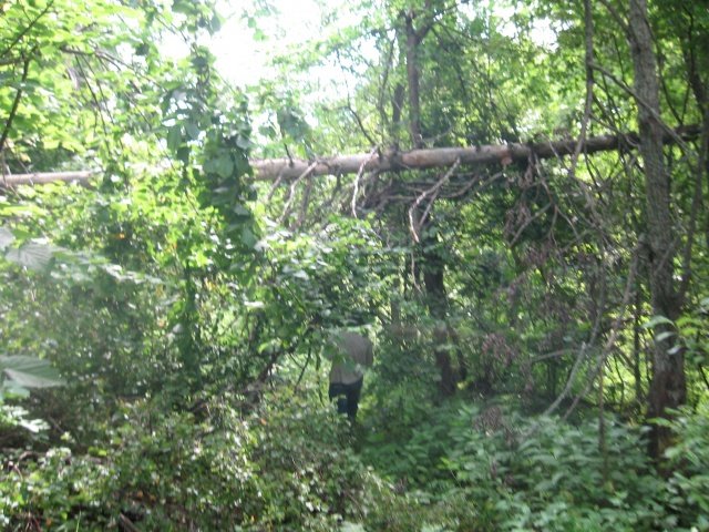 пробираясь сквозь заросли пробираясь сквозь заросли