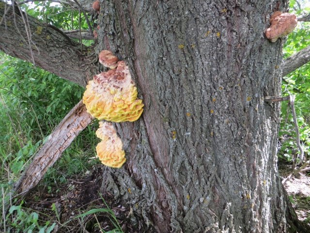 желтое пятно оказалось трутовиком серно-желтым желтое пятно оказалось трутовиком серно-желтым или желтиком