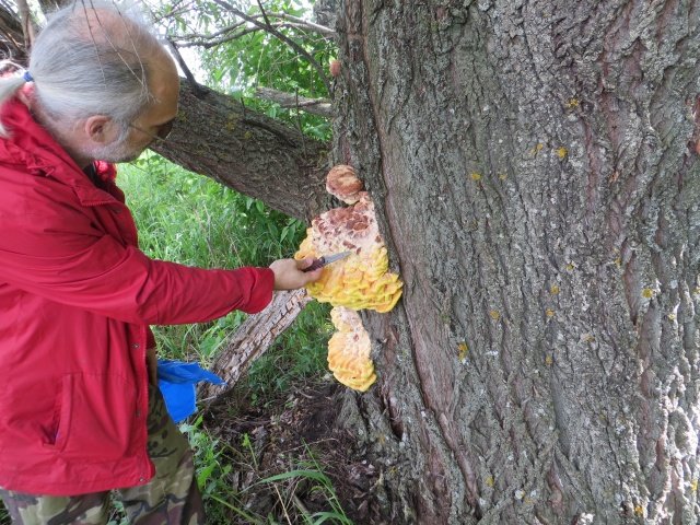 еще совсем молоденький, желеобразный еще совсем молоденький, желеобразный