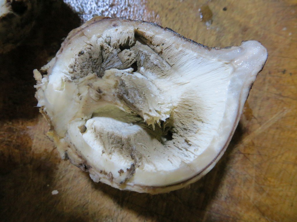 круглый гриб в разрезе