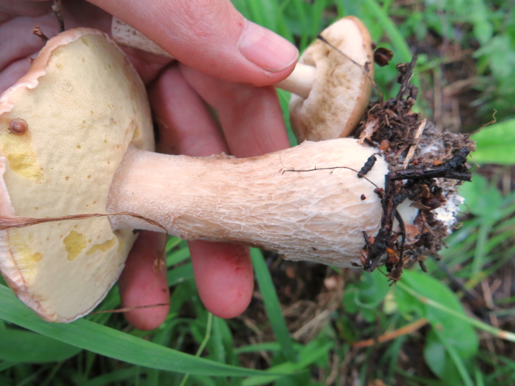 Сеточка белого гриба (березовая форма)