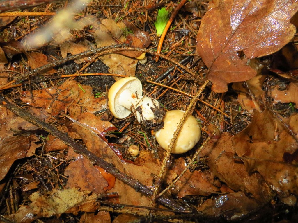 единственные грибочки в еловом лесу