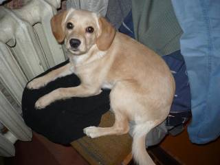 У Жули стало больше черт от папы-дворняги