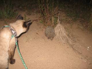 Эй, ты кто такой?