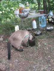 Еда, где еда я вас спрашиваю?