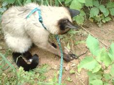 О, змейка, змейка, змейка!