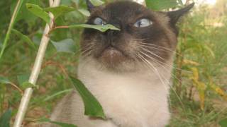 Кошачья мята - такая кошачья.