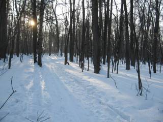 зимний лес