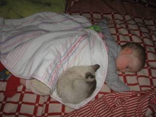 Набегались и теперь дрыхнут.