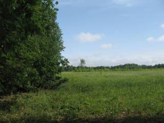 Дерево в центре