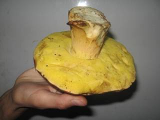 А это польский гриб