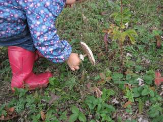 Сбор зонтиков.