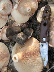 Розовые волнушки и белые