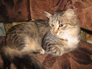 пушистая красавица