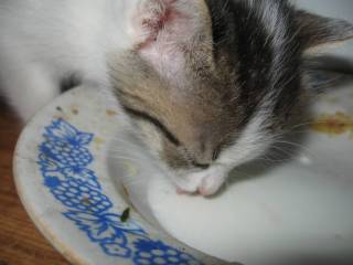 Степашка, впервые попробовал молочко из блюдца