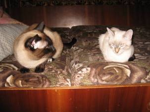 Ты кто? Сам ты -кто, а я Кот!